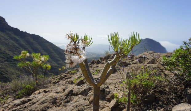 Kleinia neriifolia Haw or verode in the Ifonche mountain range in Tenerife, Canary Islands, Spain