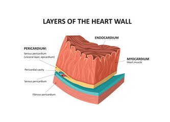 Layers of the Heart Walls. Endocardium and myocardium layers.