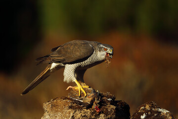 The northern goshawk (Accipiter gentilis) sits on a rock with a quail in its talons. A hawk with prey in the evening light. A bird of prey in a typical environment with typical prey.