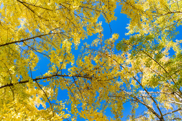 紅葉した銀杏の葉