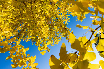 紅葉した銀杏の葉
