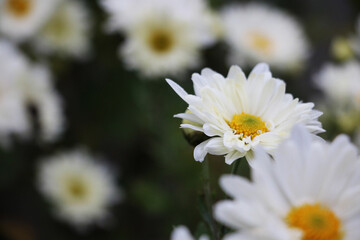 Obraz premium white flowers