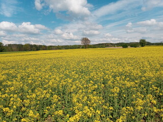 rapeseed field in spring