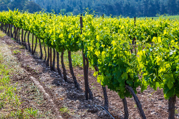 Rows of vines with young green leaves. Vineyard Israel