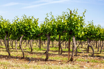 Fototapeta na wymiar Rows of vines with young green leaves. Vineyard Israel