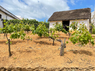 Vineyard, wine-growing landscape, grape vines with house in the background 