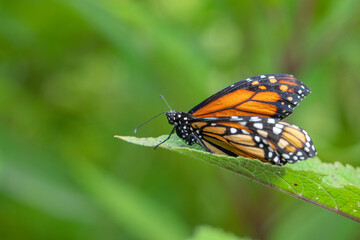butterfly on green background