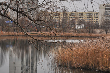 Autumn lake in the city and tree branch. Soviet buildings and bare trees