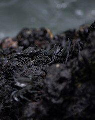 close up of crab