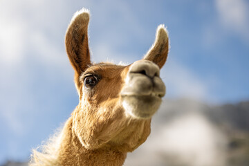 Lama sauvage Pyrénées  © jorisfavraud