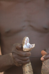 African Snake Voodoo
