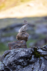 pierre Pyrénées  randonnée