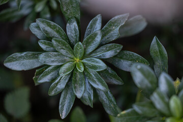 Plante fleur Pyrénées 