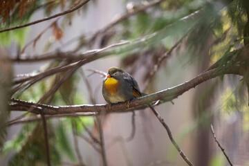 oiseau montagne