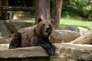 Fototapeta premium Ours Brun