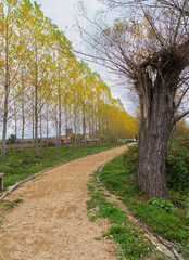 Fototapeta premium Brown dirt path going to a village in Autumn with yellow trees on the left side and a dry trunk tree on the right side.