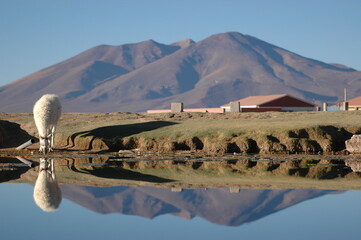 Alpaca Drinking Water mirroring Bolivia Atacama Blue sky