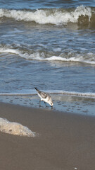 sandpiper searching for food in the sand