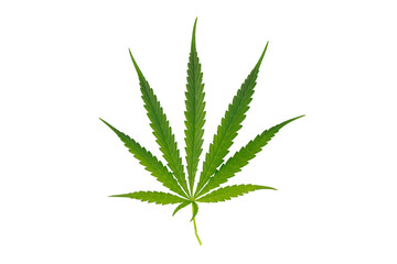 green cannabis leaf on white background. cannabis leaf isolated on white background.