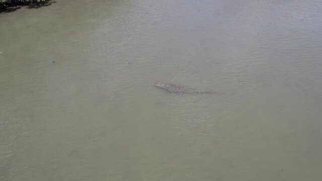 Saltwater Crocodile Seen Under The Shallow Clear Water During Low-tide In North Queensland, Australia. - aerial