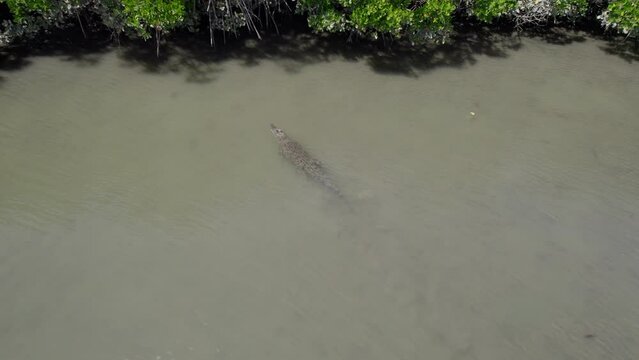 Saltwater Crocodile (Crocodylus Porosus) Swimming To The Mangrove Forest In Summer - Douglas Shire, North Queensland, Australia. - aerial
