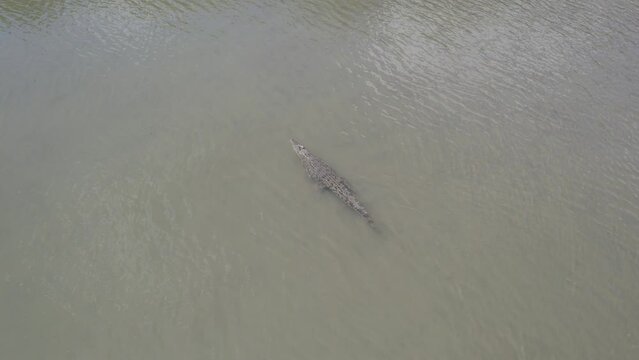 Saltwater Crocodile - Crocodilian Native To Saltwater Habitat In Douglas Shire, North Queensland, Australia. - aerial