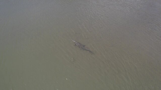 Aerial View Of Saltwater Crocodile Swimming In The Water Under The Sun In North Queensland, Australia.