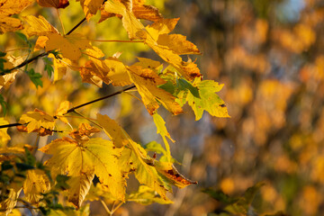 autumn leaves on a tree