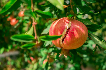 Close up of the pomegranate tree branch with fresh red pomegranates