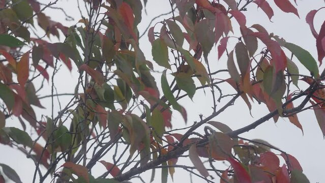 Static shot of colourful leaves being blown around in blustery and windy weather outside