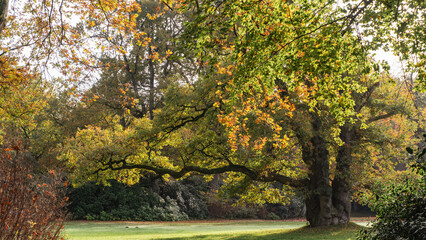 Ein stattlicher Baum in einem Park im Herbst