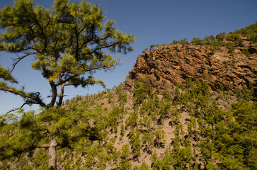 Fototapeta na wymiar Forest of Canary Island pine Pinus canariensis and Risco Colorado. Integral Natural Reserve of Inagua. Tejeda. Gran Canaria. Canary Islands. Spain.