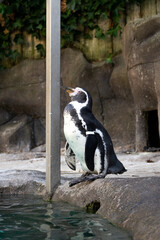 Magellanic penguin