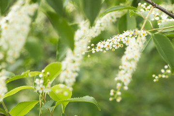 Flowering bird-cherry tree, Prunus padus with white little blossoms. Spring greenery nature background. Selective focus.