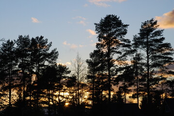 Bright sunset through the branches of trees. Autumn evening the sun sets over the horizon, illuminating the surroundings with oblique rays. They shine through the trunks and branches of growing trees.