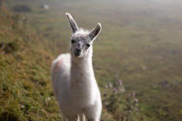Lama montagne