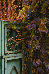 an old green door entwined with a red vine