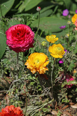 Obraz premium Red and yellow Persian Buttercup flowers, Sydney New South Wales Australia 