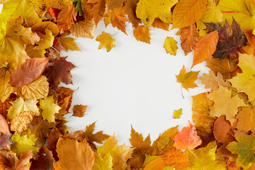 Flat lay autumn background made of colorful leaves with border arrangement. Creative fall idea. Nature concept.