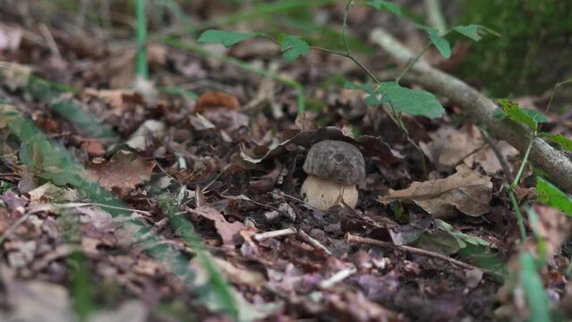 walk in the forest collecting boletus aereus