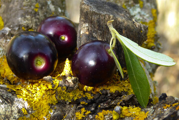 Aceitunas negras en el olivo