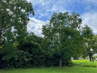 Fototapeta premium 水と自然と公園