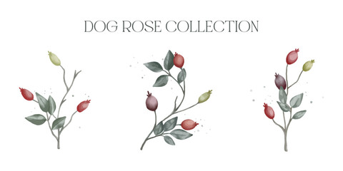 Watercolour vector dog rose collection isolated on white background 