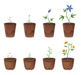 Flower growth stages in brown pot on white background. Phases from seed to sprout and bloom. Vector illustrations of sowing plant in soil
