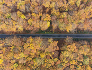 Droga przez jesienny las