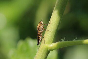 Mordfliege sonnt sich
