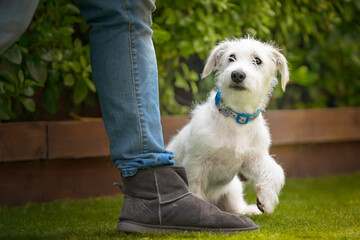 Six month old White Jackapoo puppy - a cross between a Jack Russell and a Poodle - walking at the heel of his owner with one paw in the air