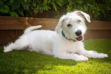 Six month old White Jackapoo puppy - a cross between a Jack Russell and a Poodle - head tilt and...