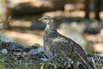 Yosemite National Park: Gray Partridge