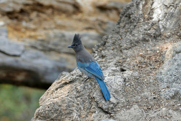 Yosemite National Park: A california steller's jay